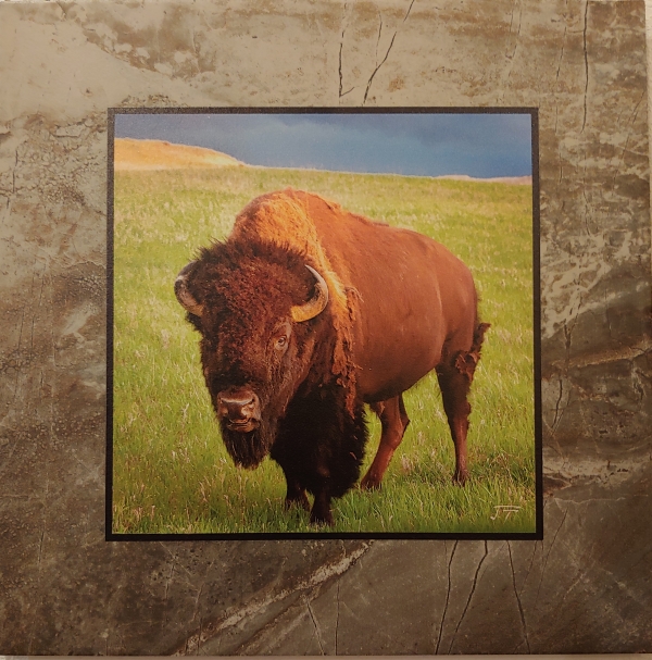 Click to view detail for Bison on the Grasslands 12x12 $90